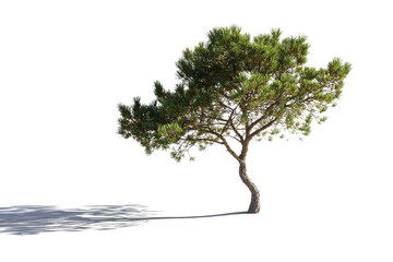 Lone Pine Tree with Curved Trunk and Soft Shadows on White Background
