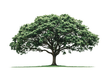 Obraz premium Lush Green Tree with Expansive Canopy Isolated on White Background