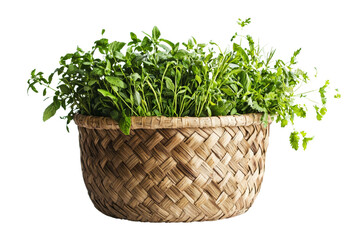 Fototapeta premium Fresh Green Herbs in a Woven Basket for Culinary or Home Decor Use