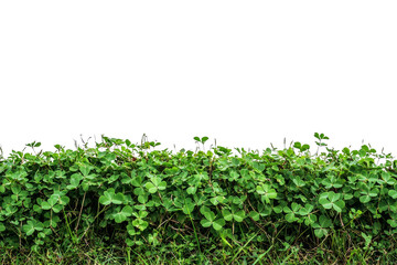 Fototapeta premium Lush Green Clover Plants on Dark Background in Natural Outdoor Environment