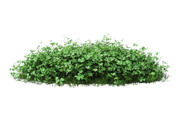 Lush Green Shrub with Vibrant Leaves and Abundant Foliage Display