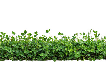 Lush Green Grass and Clover Field Perfect for Nature and Garden Themes
