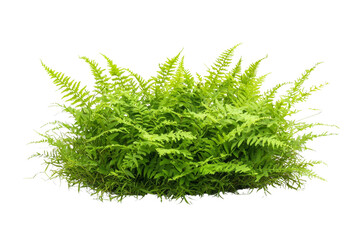 Fototapeta premium Lush Green Fern Plant with Vibrant Leaves for Natural Background or Decoration