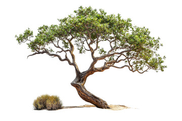 Unique twisted tree with lush green foliage and desert shrub nearby