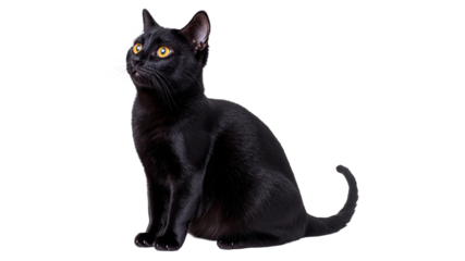 Black cat sitting gracefully in a light setting