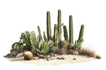 Desert Landscape with Various Cacti and Desert Vegetation in Natural Setting