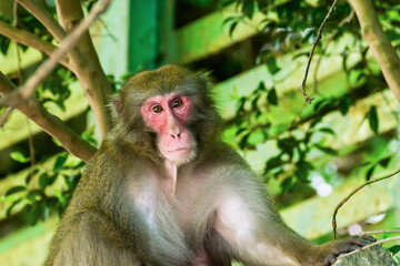 Close-up of Wild Japanese Macaque in Minoo Park, Osaka, Japan