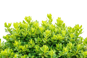 Obraz premium Vibrant Green Foliage Against a Clear Background with Fresh Leafy Growth