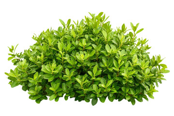 Obraz premium Lush Green Shrub with Vibrant Leaves Perfect for Landscape Design Projects
