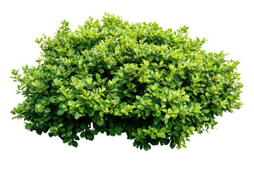 Obraz premium Lush Green Foliage of a Compact Shrub in Bright Natural Light