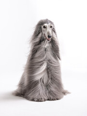 Afghan hound sitting on white background