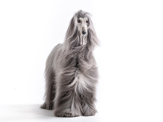 Afghan hound standing on white background