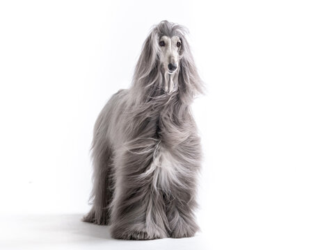 Afghan hound standing on white background