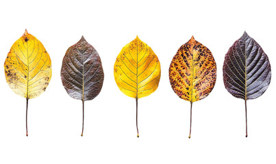 Obraz premium Autumn leaves transitions; stages of decay