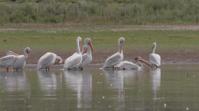 Two American White Pelicans Floating in a Lake Together