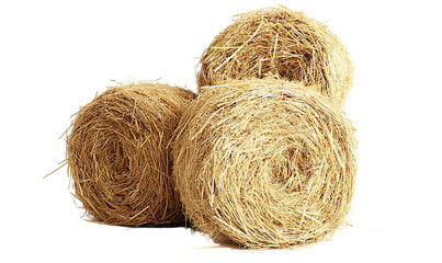 Bundles of dried natural fiber
