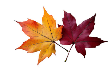 Autumn leaves, vibrant colors, close-up, natural beauty, for seasonal themes