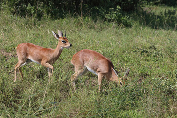 Afrikanischer Steinbock / Steenbok / Raphicerus campestris