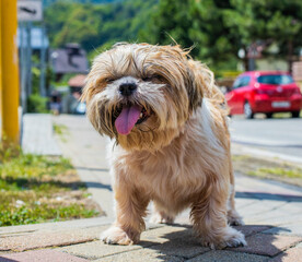 shih tzu dog walks around the city in the summer heat 