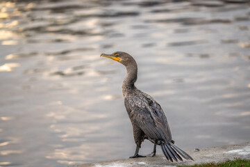 Cormorant in the Pond