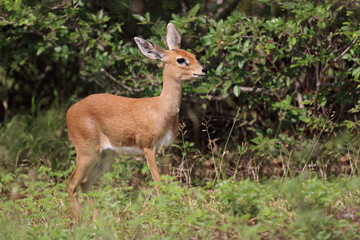 Afrikanischer Steinbock / Steenbok / Raphicerus campestris