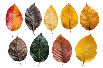 Obraz premium Colorful autumn leaves, various shades, isolated on black background, for nature-themed designs