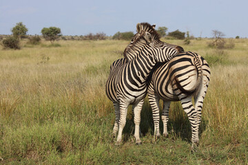 Fototapeta premium Steppenzebra / Burchell's zebra / Equus quagga burchellii