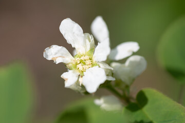 初夏のジューンベリーの花
