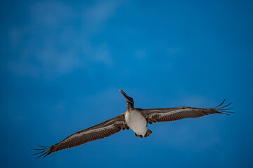 Pelican in Flight