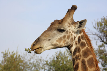 Giraffe / Giraffe / Giraffa camelopardalis