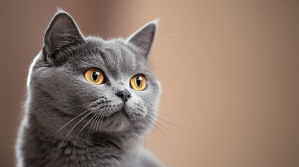 Obraz premium Close up of a majestic british shorthair cat with captivating golden eyes, gazing upwards against a warm, blurred background, showcasing its luxurious gray fur and attentive expression