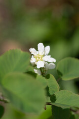 初夏のジューンベリーの花

