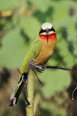 Weißstirnspint / White-fronted bee-eater / Merops bullockoides