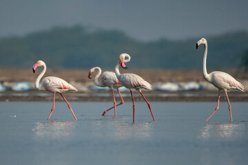 Greater Flamingos Feeding in Shallow Salt Water at Little Rann of Kutch