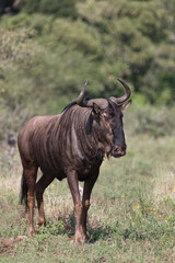 Streifengnu / Blue wildebeest / Connochaetes taurinus