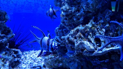 Fish playfully chase each other in an illuminated aquarium creating underwater scene Vibrant colors shimmer around reef highlighting marine life Peaceful reef atmosphere enhances beauty of this reef 