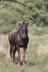 Streifengnu / Blue wildebeest / Connochaetes taurinus