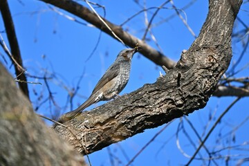 A Brown-eared Bulbul. A wild bird of the Passeriformes Pycnonotidae Hypsipetes. It has a high-pitched cry and feeds on fruit and flower nectar.