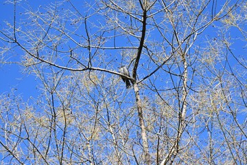 A Brown-eared Bulbul. A wild bird of the Passeriformes Pycnonotidae Hypsipetes. It has a high-pitched cry and feeds on fruit and flower nectar.