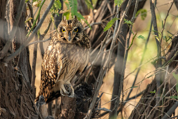 Short-Eared Owl at Little Rann of Kutch, Wild Ass Sanctuary