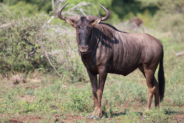 Streifengnu / Blue wildebeest / Connochaetes taurinus