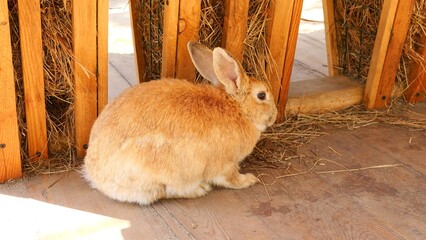 Rabbit in zoo peacefully enjoys dry grass from feeder Rabbit eagerly chews grass showcasing its...