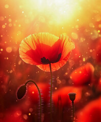 Vibrant red poppy flower bathed in golden sunlight in a tranquil setting