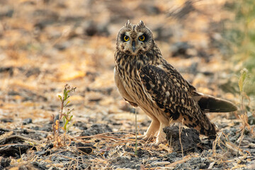 Short-Eared Owl at Little Rann of Kutch, Wild Ass Sanctuary