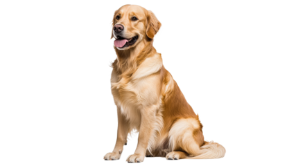 Golden retriever sitting on a white background