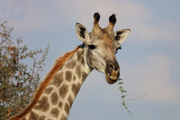 Giraffe / Giraffe / Giraffa camelopardalis