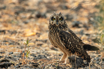 Obraz premium Short-Eared Owl at Little Rann of Kutch, Wild Ass Sanctuary