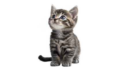 Playful tabby kitten sitting and looking up