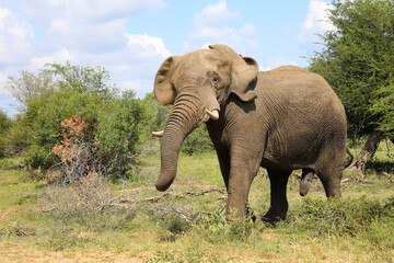 Fototapeta premium Afrikanischer Elefant / African elephant / Loxodonta africana..