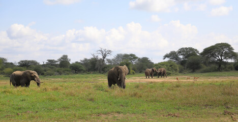Afrikanischer Elefant im Schlamm / African elephant in the mud / Loxodonta africana